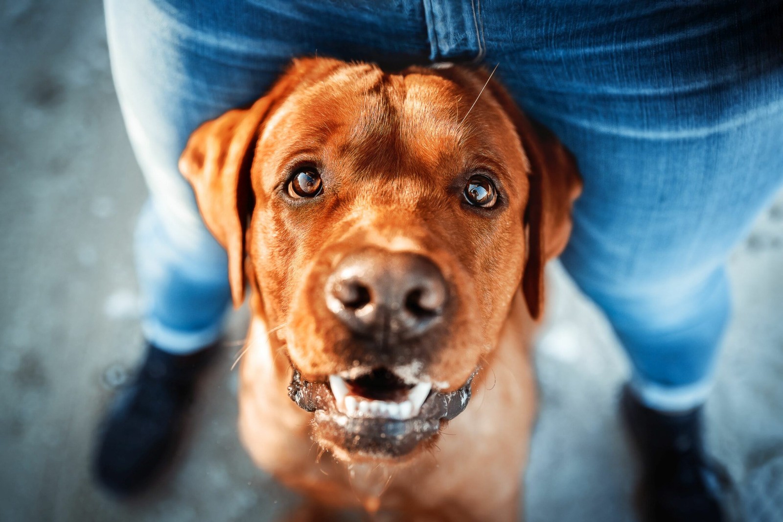 Hund schaut aufmerksam zu seinem Menschen hoch, R&uuml;ckruftraining in Neuenhagen